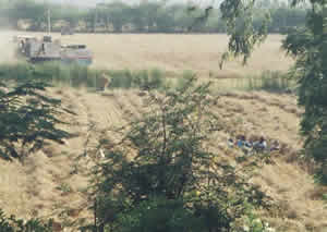 Harvesting 2008