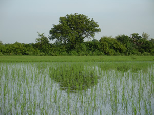 Tropical Paddy Fields