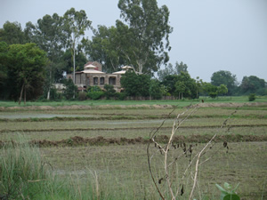 House Behind Paddy Fields