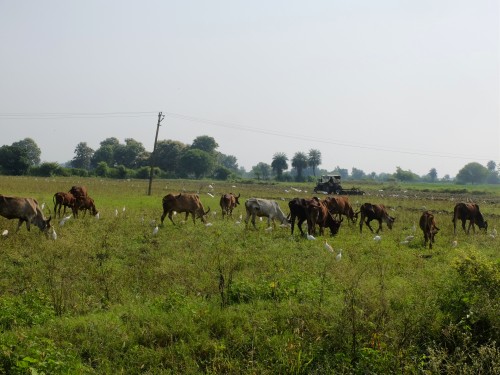 A Last Graze Before Field Ploughed-in Sep 2022