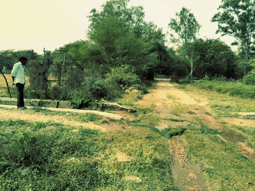Algae Blocked Pipe in Watering Channel Floods Drive Feb 2026