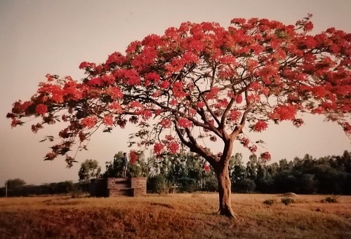 Gulmohar by the Well in 1997 Aug 2022