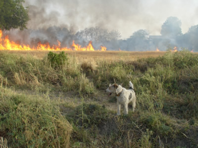 Angelica and Stubble Burning