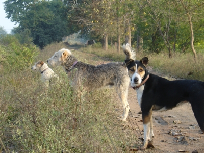 Anjelica, Tigger & Lucy Jan 2014