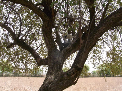 Anjelica up a Tree