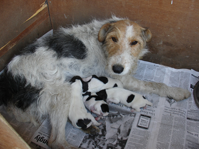 Anjelica and Puppies