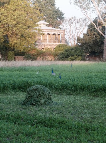 Bersim Green Fodder for Cows Mar 2024