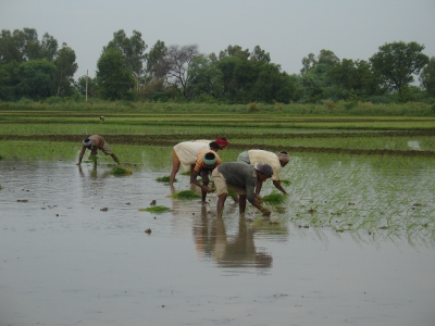 Transplanting Rice 2013