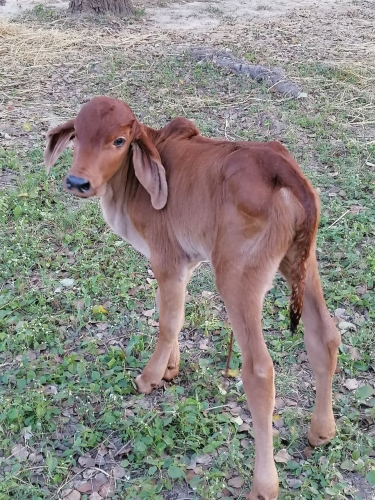 Male Calf Born We Named Ram Dec 2025