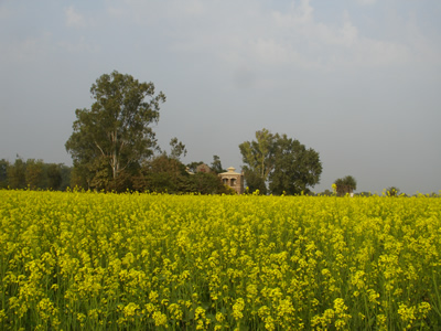 Brilliant Yellow Mustard Jan 2014