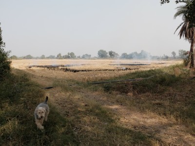 Burning Rice Straw in Patches