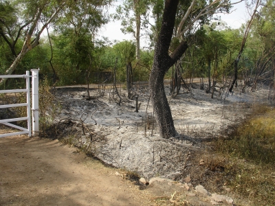 Burnt Hedge by the Gate