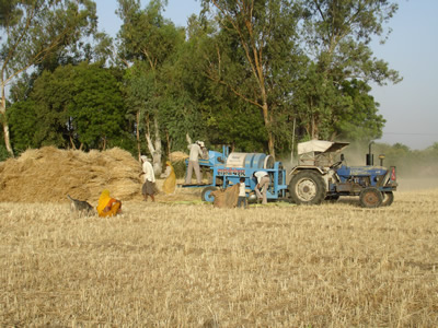 Wheat for the house