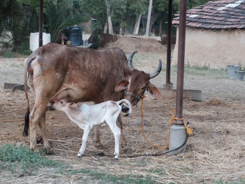 Calf Nandi with Mother Apr 2023