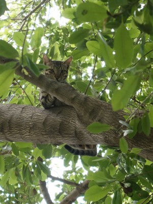 Wild Cat in Raini Tree Aug 2018