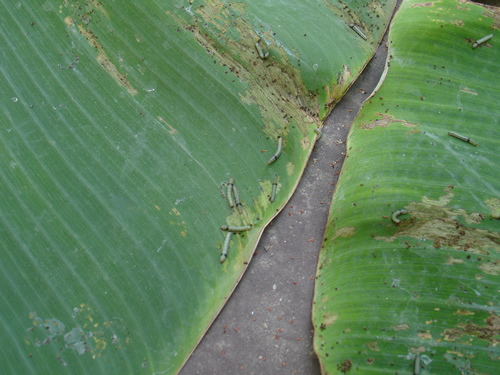 Caterpillars on Banana Leaf