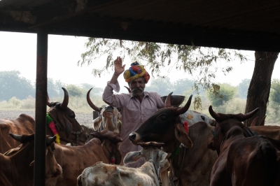 Mewa Lal & Cattle on Govardhan Pooja Day