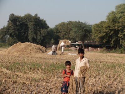 Children Gleaning Rice Nov 2019