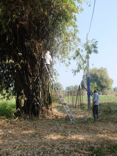 Laxman & Dinesh Cutting Back Bamboo Clump Feb 2025