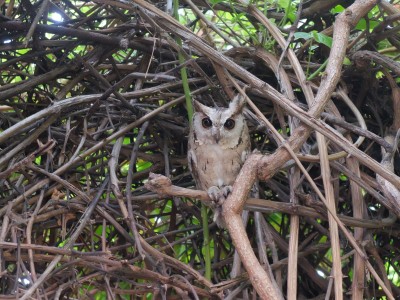 Collared Scops Owl Outside Kitchen June 2022