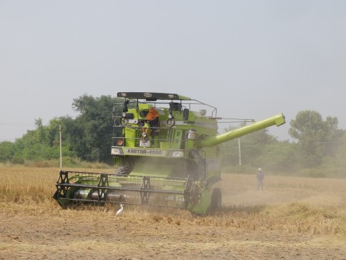 Harvesting Rice with Combine Oct 2022