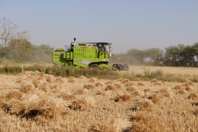 Wheat Harvested by Combine Harvester