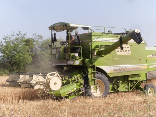 Combine Harvesting Pattidar's Wheat Apr 2026