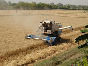 Harvesting Wheat