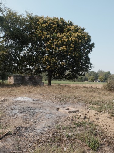 Cooking Pit and Mango Tree Mar 2024