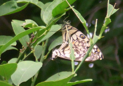 Lemon Butterflies Mate