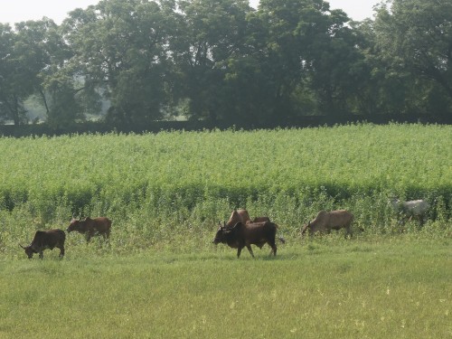 Cows and Tall Sunnhemp Aug 2024