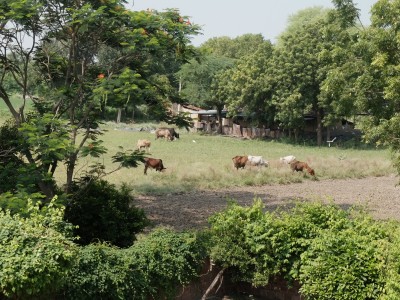 Cows Grazing on Lush Monsoon Grass Sep 2020