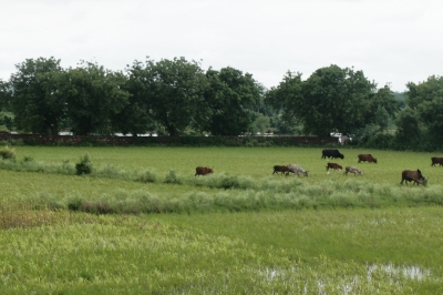 Cows in Water Logged Fields Aug 2019