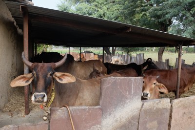 Cattle herd but no milk