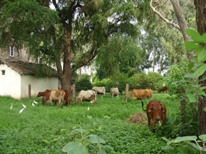 Cows Grazing Near Woodapple Tree