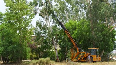 Crane lifting eucalyptus tree
