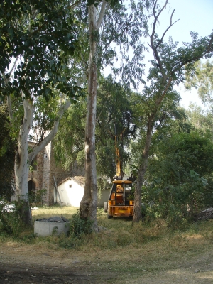 Crane Supporting Kainth Tree