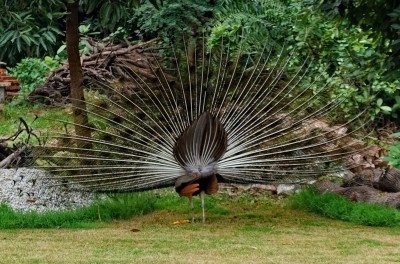 Dancing Peacock Rear Aug 2018