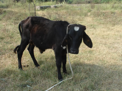 Diamond the Adopted Calf