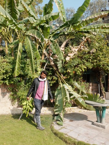 Dinesh with Bunch of Bananas Feb 2024