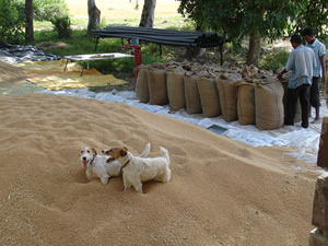 Bagging Wheat