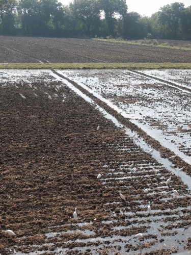Egrets Pre-irrigated Mustard Fields Oct 2024