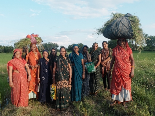 Time to Go Home with Cow Fodder Sep 2025