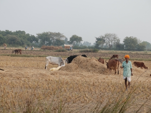Farm Scene at Rice Harvesting Nov 2019