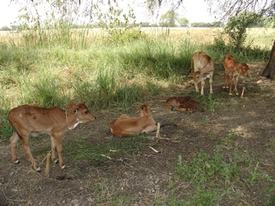 Five Calves