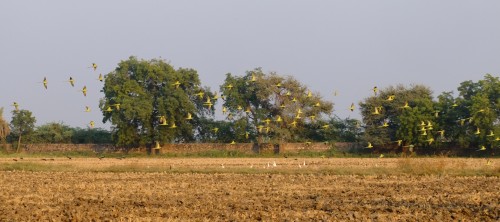 Flight of Feeding Parrots Nov 2022