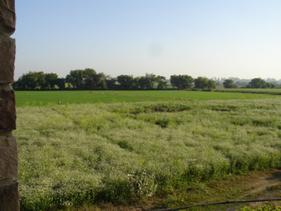 Flowering Coriander/Dhania