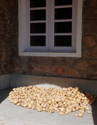 Potatoes from the Veg Garden Feb 2024