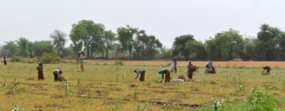 Gathering Dried Moong