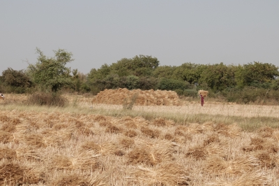 Gathering Wheat for Threshing